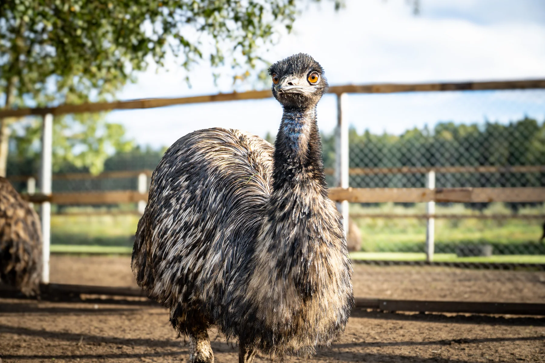 Emu portrets EMULAT saimniecībā
